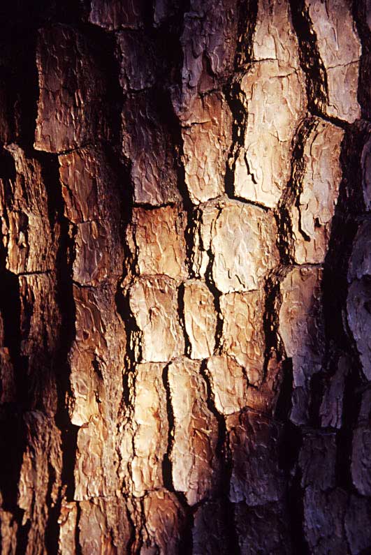 Still life photography, tree bark 