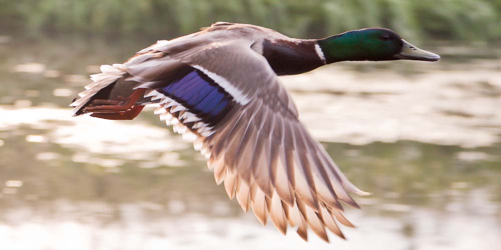 Mallard Duck Chasing 7825